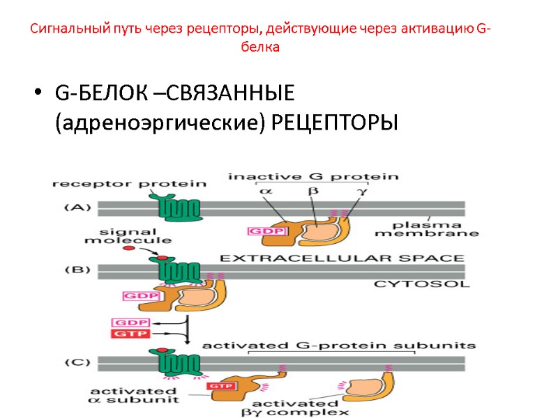 Сигнальный путь через рецепторы, действующие через активацию G-белка  G-БЕЛОК –СВЯЗАННЫЕ (адреноэргические) РЕЦЕПТОРЫ